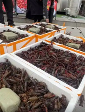 后湖管理区龙虾交易市场
