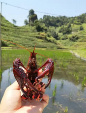 周矶办事处龙虾养殖基地